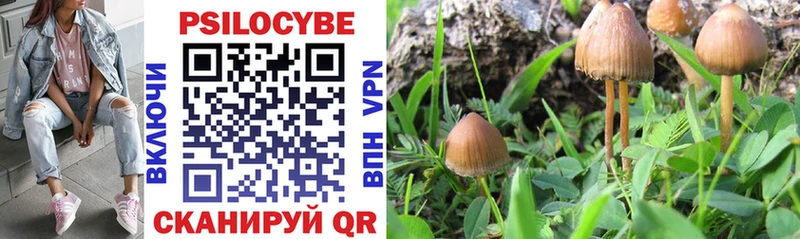 магазин продажи Котово Галлюциногенные грибы Psilocybine cubensis
